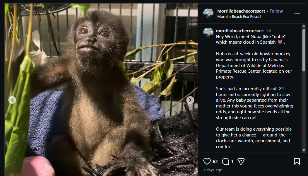 Nuba the titi monkey clinging to his stuffed elephant toy